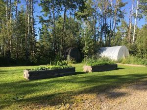 tree-landscape-grass-wood