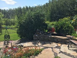 flower-nature-noperson-garden