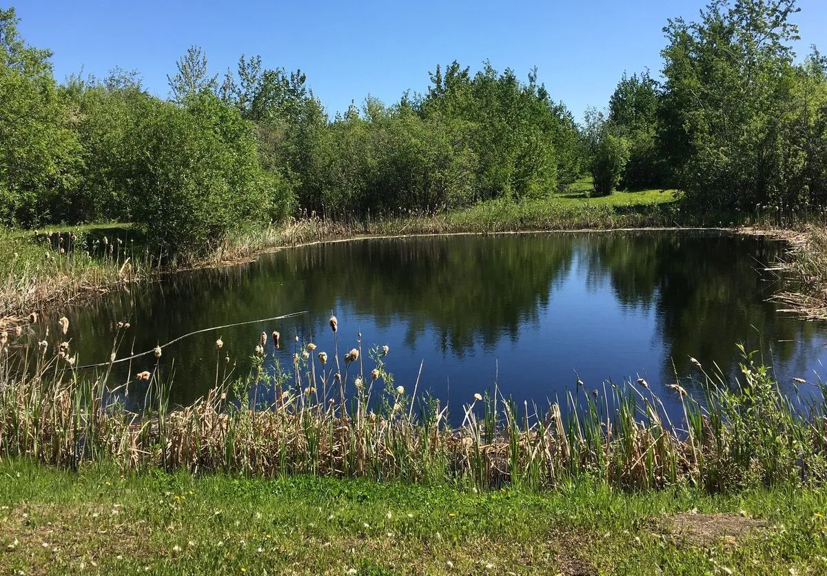 lake-water-nature-wood