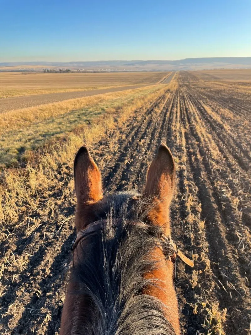 horseback-riding-on-a-field-in-dawson-creek