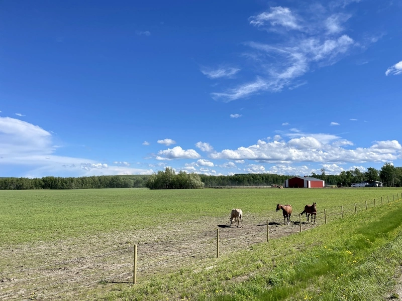 field-and-horses-in-farmington-bc